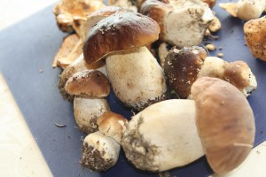 champignons